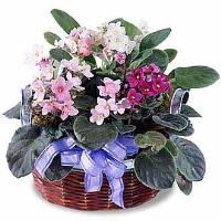african-violets-plant-arrangement