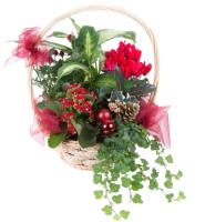 christmas-flowering-plants