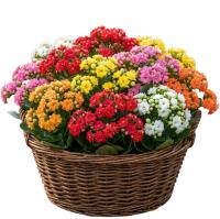 colourful-kalanchoes
