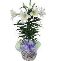 easter-lily-plant