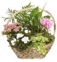 flourishing-plant-basket