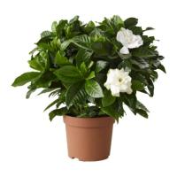 gardenia-plant