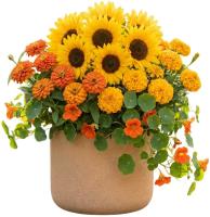 lioness-plant-arrangement