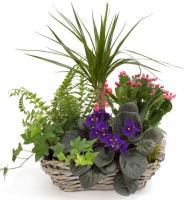 lush-plant-basket