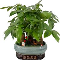 money-tree-plant-gift
