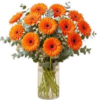 orange-gerberas