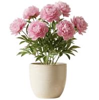 pink-peony-plant