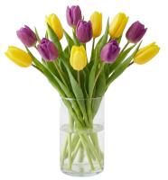 purple-and-yellow-tulips