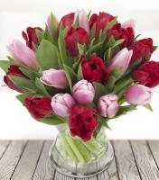 red-and-pink-tulips