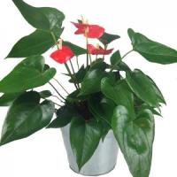 red-anthurium-plant