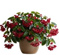 red-begonia