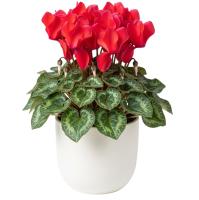 red-cyclamen