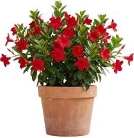 red-dipladenia-plant