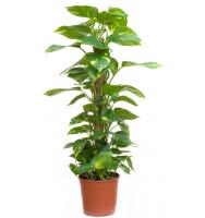 scindapsus-plant
