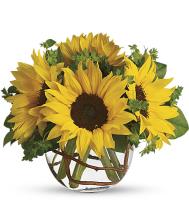 sunflower-beauty