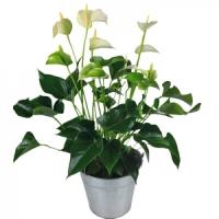 white-anthurium-plant