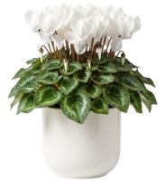 white-cyclamen