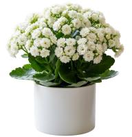 white-kalanchoes