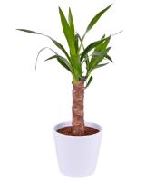 yucca-plant