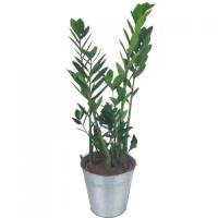 zamioculca-plant