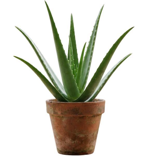 aloe-vera-plant