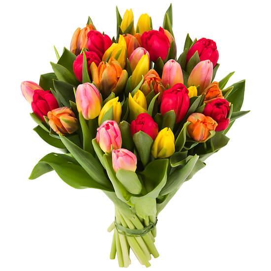 blissful-tulips