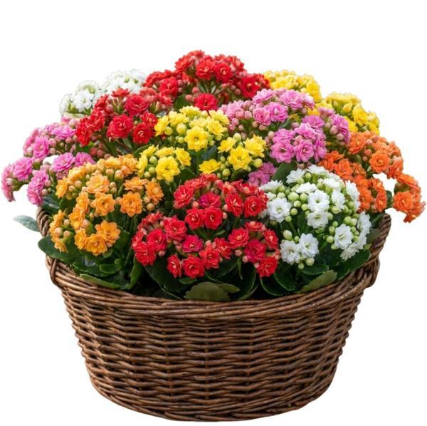 colourful-kalanchoes