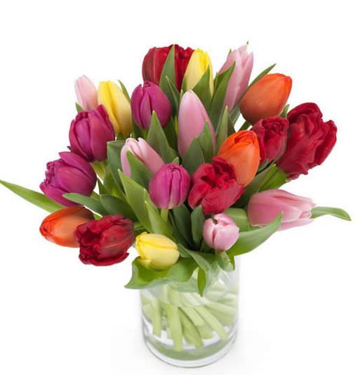 colourful-tulips