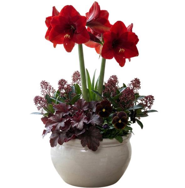 cosiness-plant-arrangement