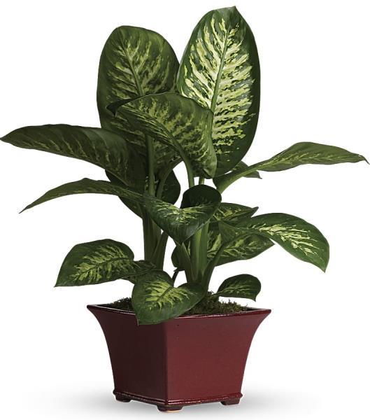 dieffenbachia-tropic-snow