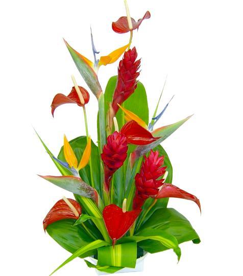 feisty-arrangement-tropical-flowers
