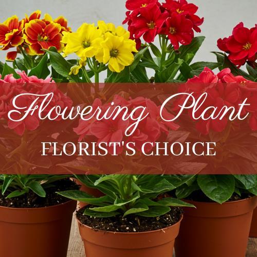 flowering-plant-florist-choice