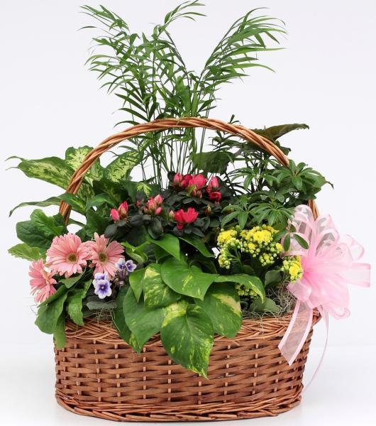 fresh-garden-plant-arrangement