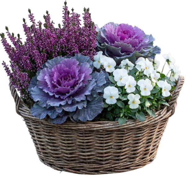 fusion-plant-arrangement