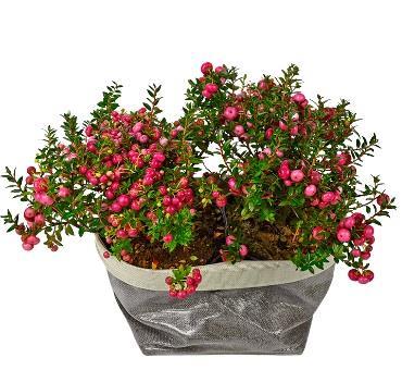 gaultheria-plant