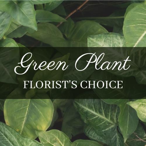 green-plant-florist-choice
