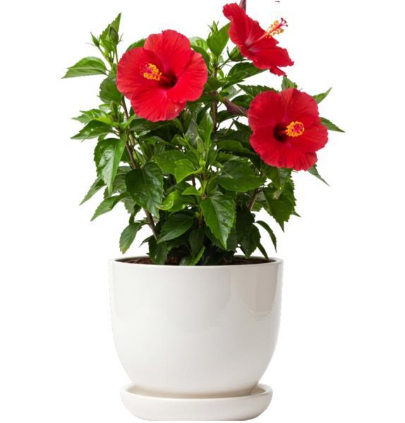 hibiscus-plant