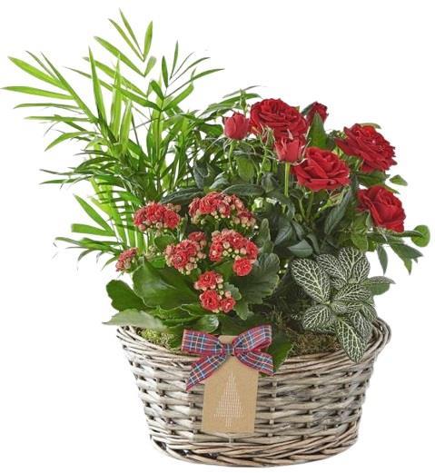 holiday-plant-arrangement