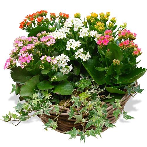 kalanchoe-plants