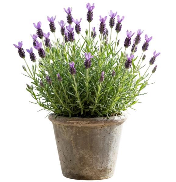 lavender-plant