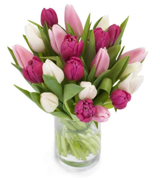 lovely-tulips