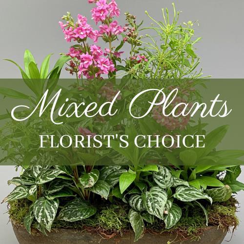 mixed-plants-florist-choice