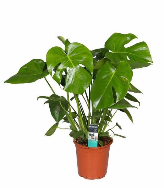 monstera-plant