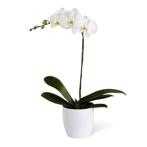 orchid-plant-white-phalaenopsis