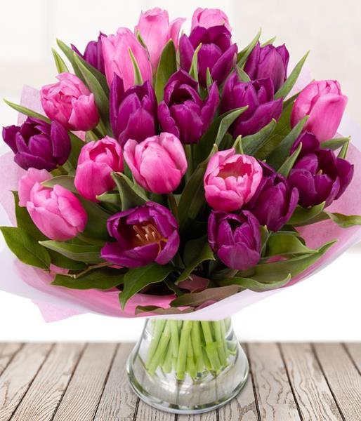 pink-and-purple-tulips