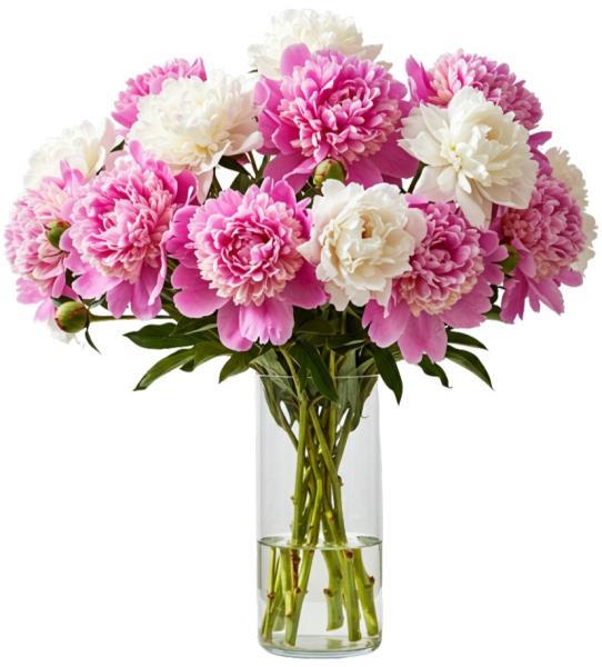 pink-and-white-peonies