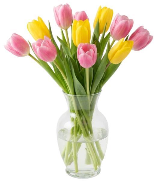 pink-and-yellow-tulips