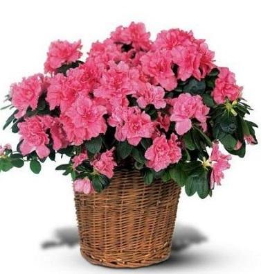 pink-azalea-plant