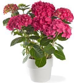 pink-hydrangea