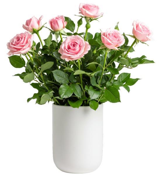 pink-rose-plant